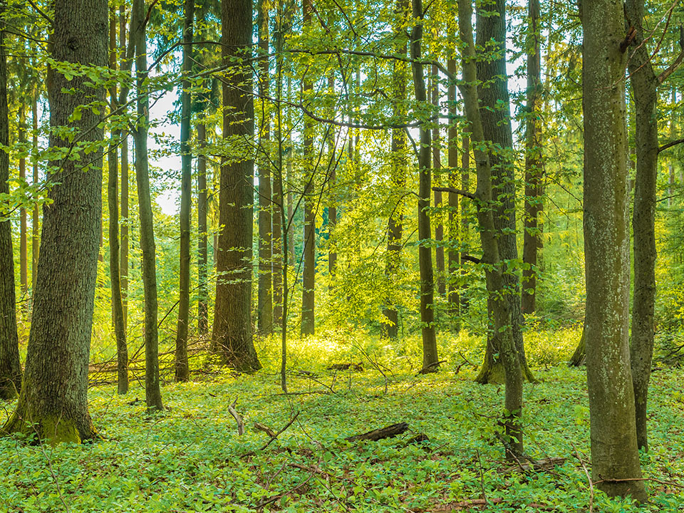 see our environmental commitment